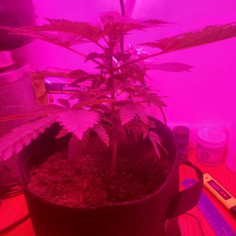 Watermelon Zkittlez growlog timeline photo