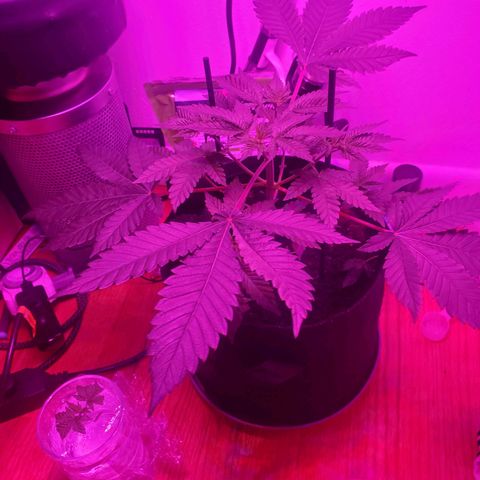 Watermelon Zkittlez growlog photo: Topped and used stakes for the lower branches. Also cut a clone