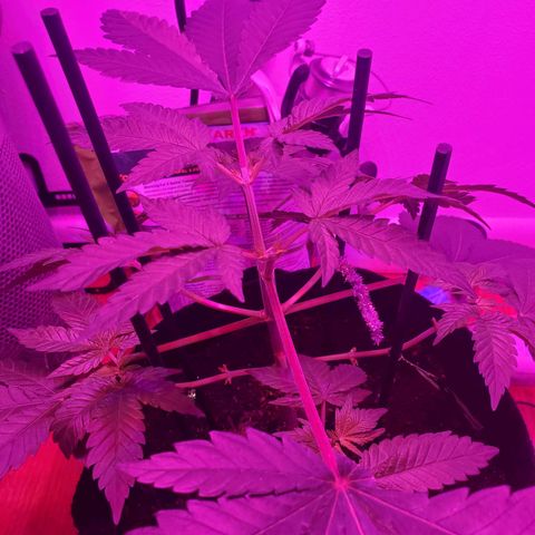 Watermelon Zkittlez growlog photo: Used more stakes to even the canopy and topped for a second time 