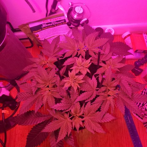 Watermelon Zkittlez growlog timeline photo