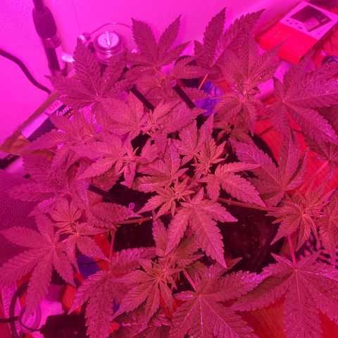Watermelon Zkittlez growlog photo: 1 week into flower