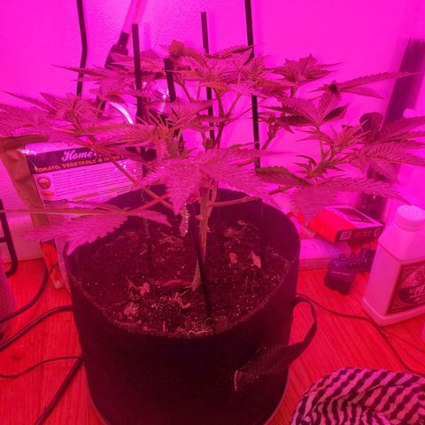 Watermelon Zkittlez growlog photo: 1 week into flower