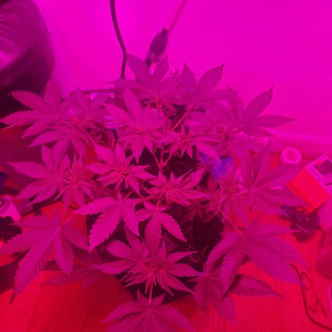 Watermelon Zkittlez growlog photo: Trimmed it to expose bud sites
