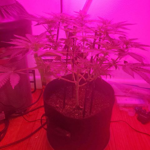 Watermelon Zkittlez growlog photo: Beginning of week 3 flower