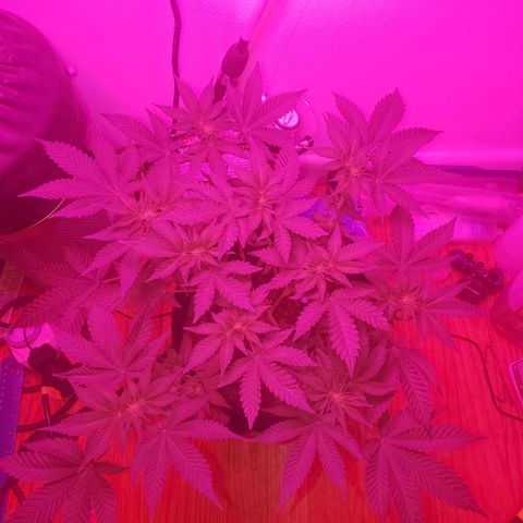 Watermelon Zkittlez growlog photo: Beginning of week 3 flower