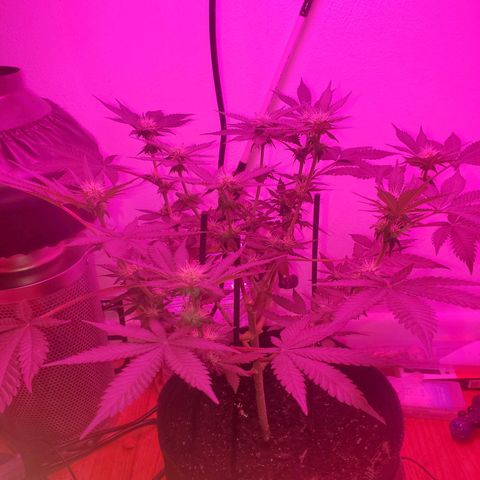 Watermelon Zkittlez growlog photo: Beginning of week 4