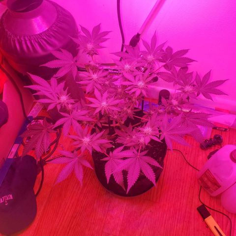 Watermelon Zkittlez growlog photo: Beginning of week 4