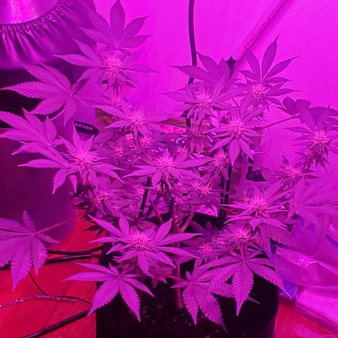 Watermelon Zkittlez growlog photo: After a quick feed and trim...looking fiiiine!