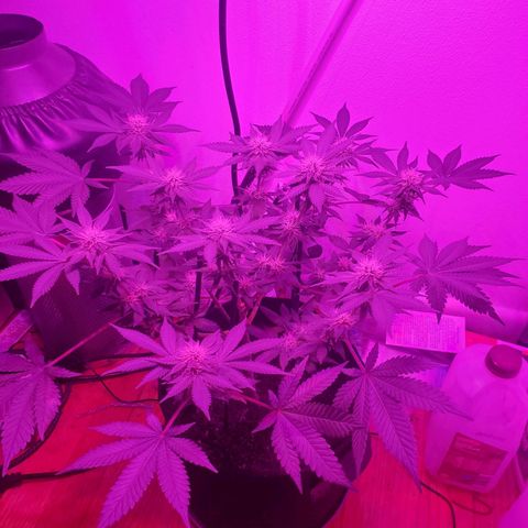 Watermelon Zkittlez growlog photo: Start of week 5