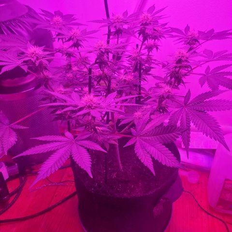 Watermelon Zkittlez growlog timeline photo