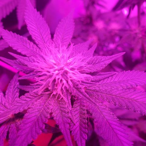 Watermelon Zkittlez growlog photo: Frosty. And starting to smell