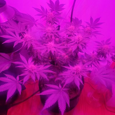 Watermelon Zkittlez growlog photo: Week 6 start. Pistils turning orange already. So i top dressed it with some 4-6-3 fert. I read it might be nitrogen definicency. Also have been giving it some 1-34-32 booster since it started budding. Trying to limit feeds so theres no fungus gnats. 