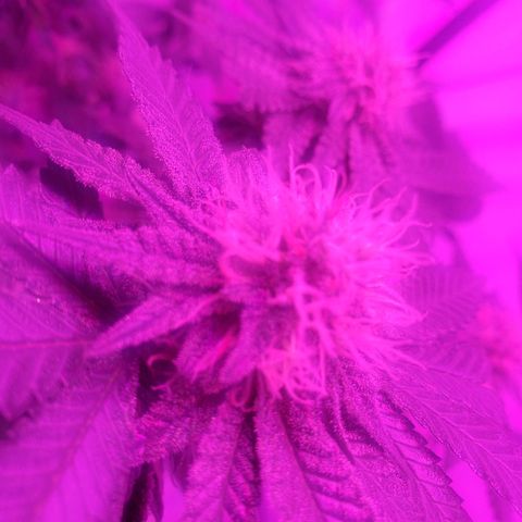 Watermelon Zkittlez growlog photo: Week 6 start. Pistils turning orange already. So i top dressed it with some 4-6-3 fert. I read it might be nitrogen definicency. Also have been giving it some 1-34-32 booster since it started budding. Trying to limit feeds so theres no fungus gnats. 
