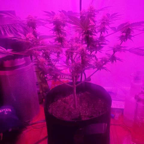 Watermelon Zkittlez growlog photo: Week 6 start. Pistils turning orange already. So i top dressed it with some 4-6-3 fert. I read it might be nitrogen definicency. Also have been giving it some 1-34-32 booster since it started budding. Trying to limit feeds so theres no fungus gnats. 