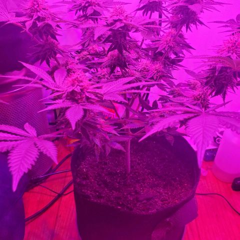 Watermelon Zkittlez growlog photo: Smelling like gaaas. Cant wait to harvest. Keeping the feeding going. Not time to flush yet.