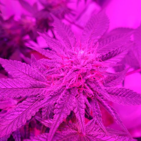 Watermelon Zkittlez growlog photo: Smelling like gaaas. Cant wait to harvest. Keeping the feeding going. Not time to flush yet.