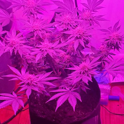 Watermelon Zkittlez growlog photo: Smelling like gaaas. Cant wait to harvest. Keeping the feeding going. Not time to flush yet.