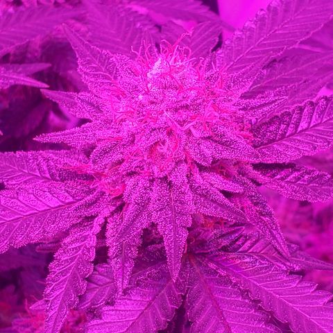 Watermelon Zkittlez growlog timeline photo