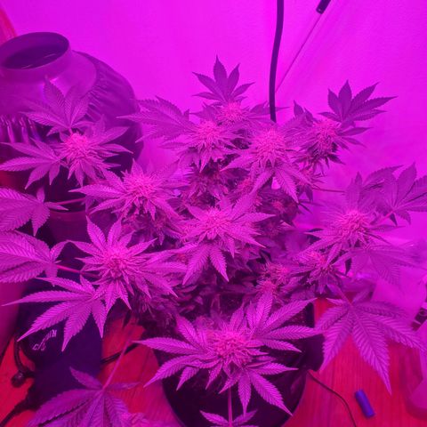Watermelon Zkittlez growlog timeline photo