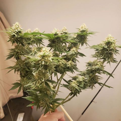 Watermelon Zkittlez growlog photo: Chop chop
