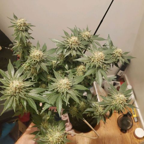 Watermelon Zkittlez growlog photo: Chop chop