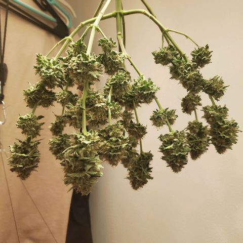 Watermelon Zkittlez growlog timeline photo