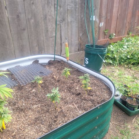 Snozzberry growlog photo: No one looks like there moving
