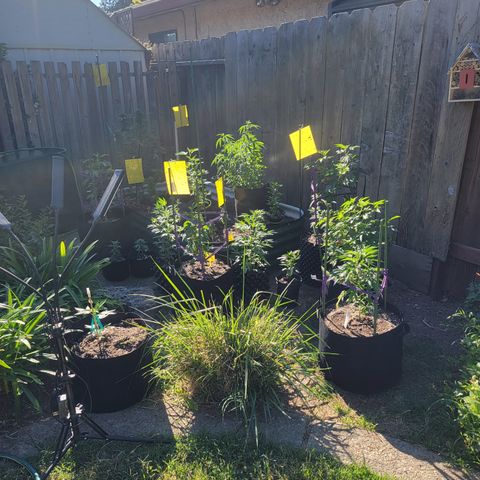 Snozzberry growlog photo: Transplant