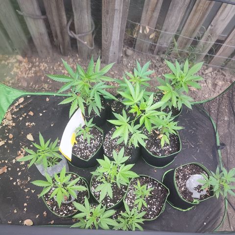 Snozzberry growlog photo: Seedlings