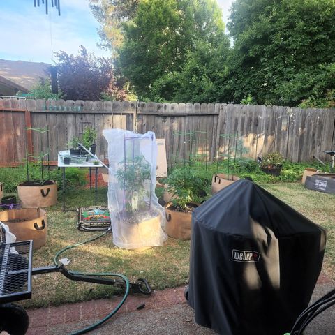 Snozzberry growlog photo: Transplanting last