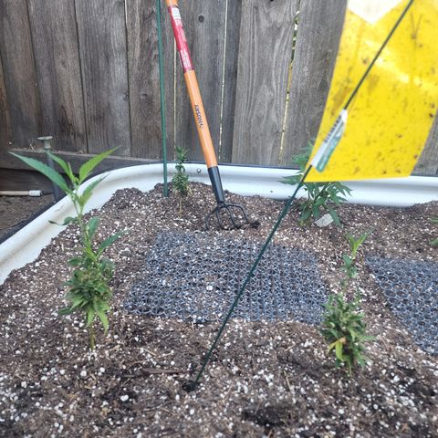 Snozzberry growlog timeline photo