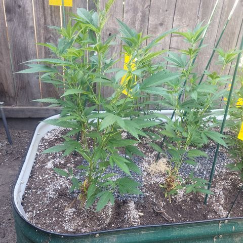 Snozzberry growlog timeline photo
