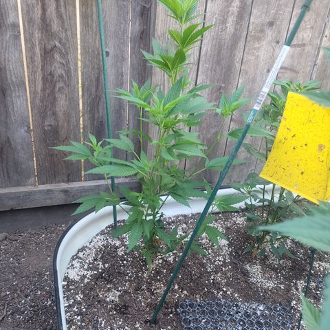 Snozzberry growlog timeline photo