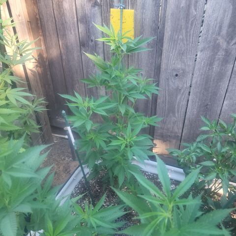 Snozzberry growlog timeline photo