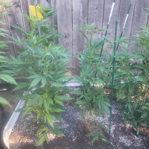 Snozzberry growlog timeline photo