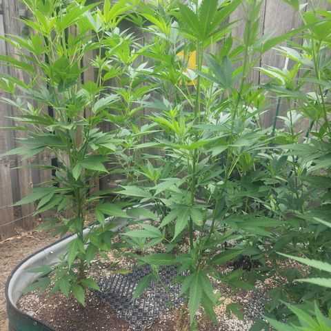 Snozzberry growlog timeline photo