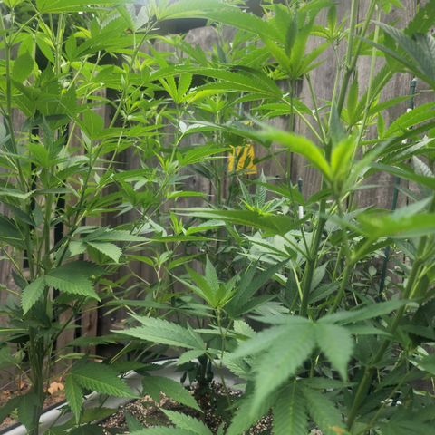 Snozzberry growlog timeline photo