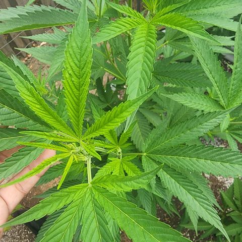 Snozzberry growlog timeline photo
