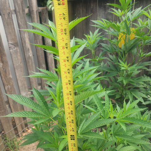 Snozzberry growlog photo: P1