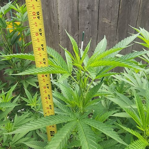 Snozzberry growlog photo: P2