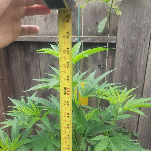 Snozzberry growlog photo: P3