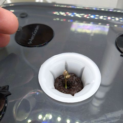 Arcana growlog timeline photo