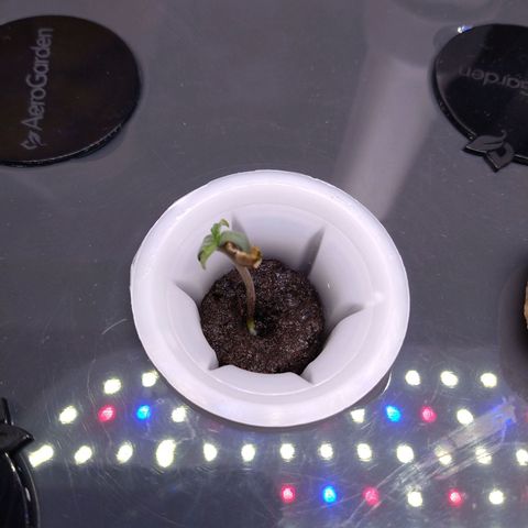 Arcana growlog photo: Leaves growing