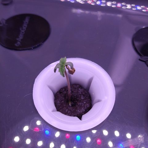 Arcana growlog timeline photo