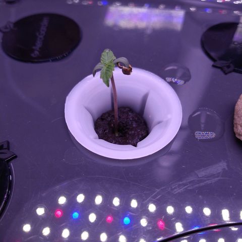 Arcana growlog photo: Tap root over 5in long