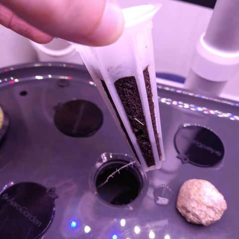 Arcana growlog photo: Tap root over 5in long