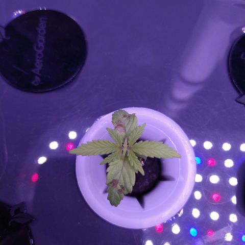 Arcana growlog photo: Leaves look better after adding half strength nutes