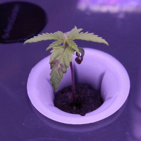 Arcana growlog photo: Leaves look better after adding half strength nutes