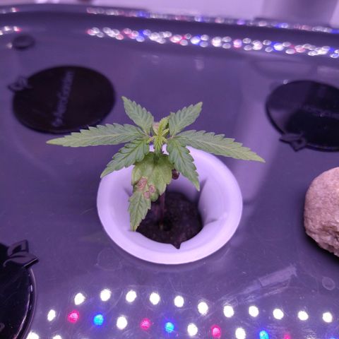 Arcana growlog timeline photo