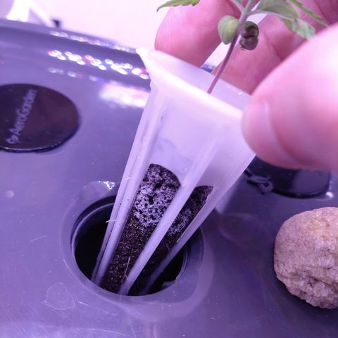 Arcana growlog photo: Mold (Good?)